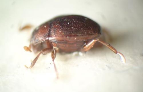 Anapleus raddei
